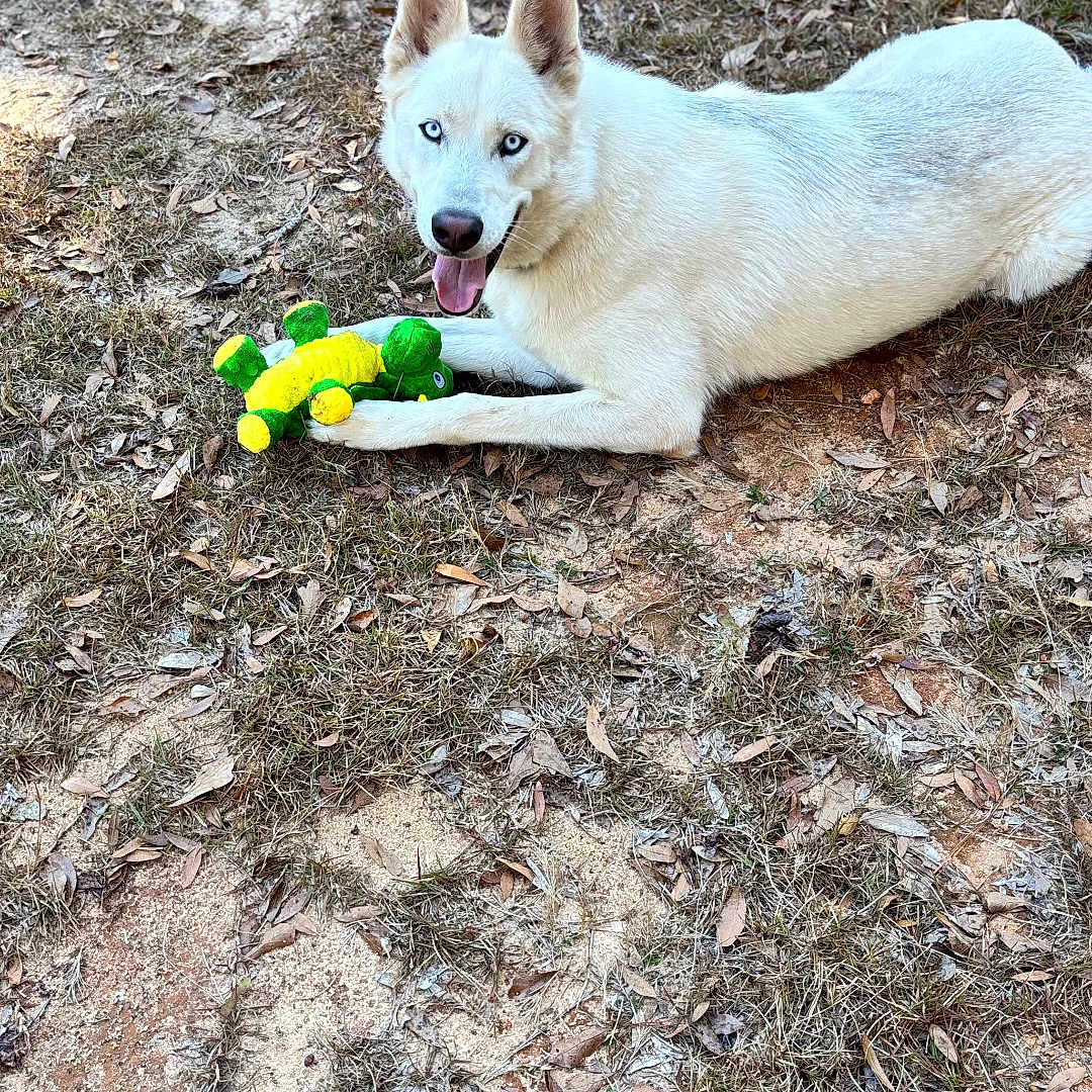 Polo is registered to the contest to win money with this photo: animal, blue_eyes, canine, daylight, dog, ears_up, fur, grass, ground, happy, lying_down, mammal, nature, outdoor, pet, playful, stuffed_toy, tongue_out, toy, white_dog