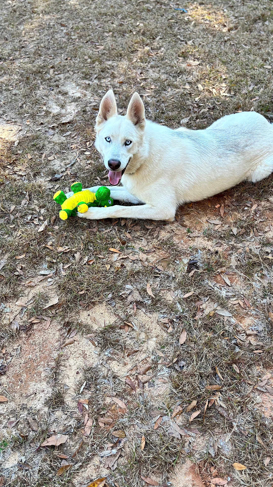 Polo is registered to the contest to win money with this photo: dog, white_dog, blue_eyes, toy, stuffed_toy, grass, outdoor, pet, animal, playful, lying_down, happy, tongue_out, ears_up, nature, daylight, canine, mammal, fur, ground