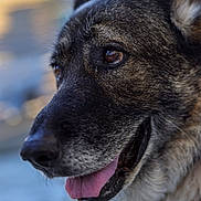 Joy a rejoint le concours — aidez-le/la à gagner de superbes lots ! dog, close_up, portrait, tongue_out, fur, ears, animal, pet, happy, outdoor, blurred_background, canine, muzzle, brown_eyes, snout, profile, friendly, domestic_animal, cute, companion