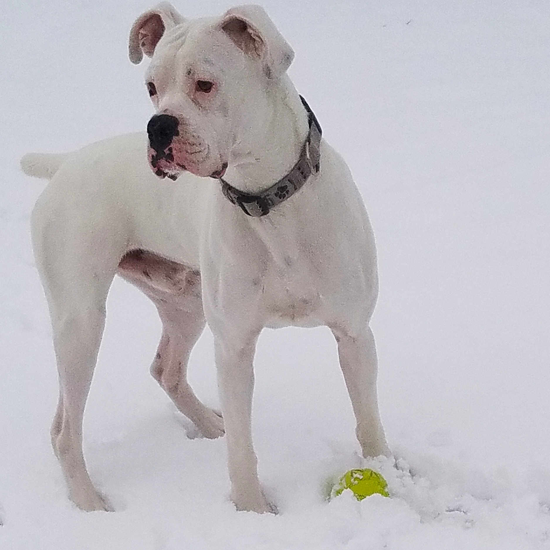 Chopper joined the competition — help win amazing prizes! animal, bostonbull, boxer, bulldog, canine, dog, frenchbulldog, nature, outdoors, pet, pitbull, pointer, puppy, snout, snow, terrier, whitedog