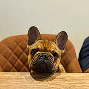 Aegon participe au concours pour gagner de l'argent avec cette photo : animal, brown, chair, close_up, companion, cute, dog, domestic, ears, expression, face, french_bulldog, furniture, indoor, looking, pet, portrait, puppy, table, wood