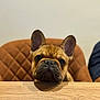 animal, brown, chair, close_up, companion, cute, dog, domestic, ears, expression, face, french_bulldog, furniture, indoor, looking, pet, portrait, puppy, table, wood