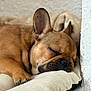 Aegon a rejoint le concours — aidez-le/la à gagner de superbes lots ! animal, brown, canine, close_up, companion, cushion, cute, dog, ear, face, french_bulldog, fur, indoor, napping, paw, pet, relaxation, resting, sleeping, snout