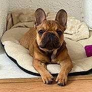 Aegon participe au concours pour gagner de l'argent avec cette photo : adorable, animal, bed, blanket, canine, companion, cute, dog, ears, floor, french_bulldog, fur, indoor, looking, pet, portrait, puppy, resting, small_dog, wooden_floor