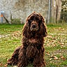 animal, autumn, background, brown_dog, building, calm, canine, daylight, dog, fur, grass, leaves, long_hair, nature, outdoor, pet, portrait, rural, sitting, stone_wall