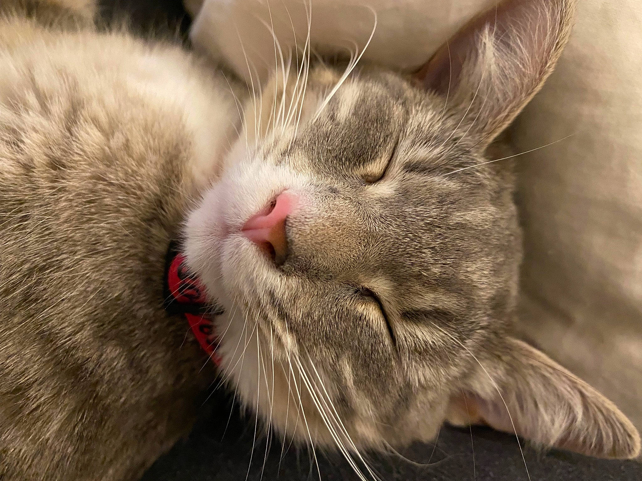 Millie is registered to the contest to win money with this photo: carnivore, cat, close_up, domestic_short_haired_cat, felidae, fur, paw, small_to_medium_sized_cats, snout, terrestrial_animal, whiskers