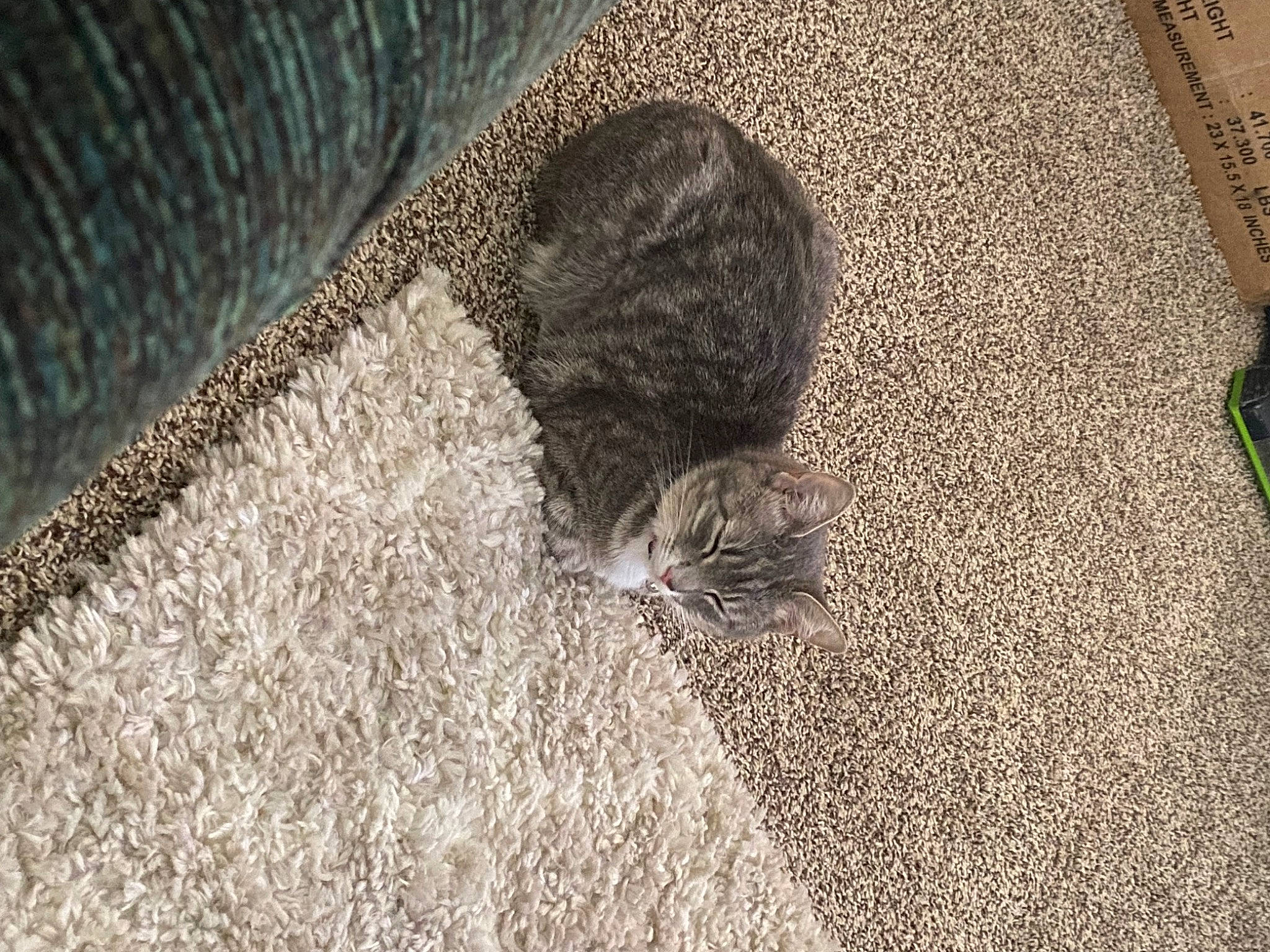 Millie joined the competition — help win amazing prizes! asphalt, automotive_tire, carnivore, cat, comfort, felidae, floor, flooring, grass, grey, human_leg, pattern, road_surface, small_to_medium_sized_cats, snout, tail, textile, wall, whiskers, wood