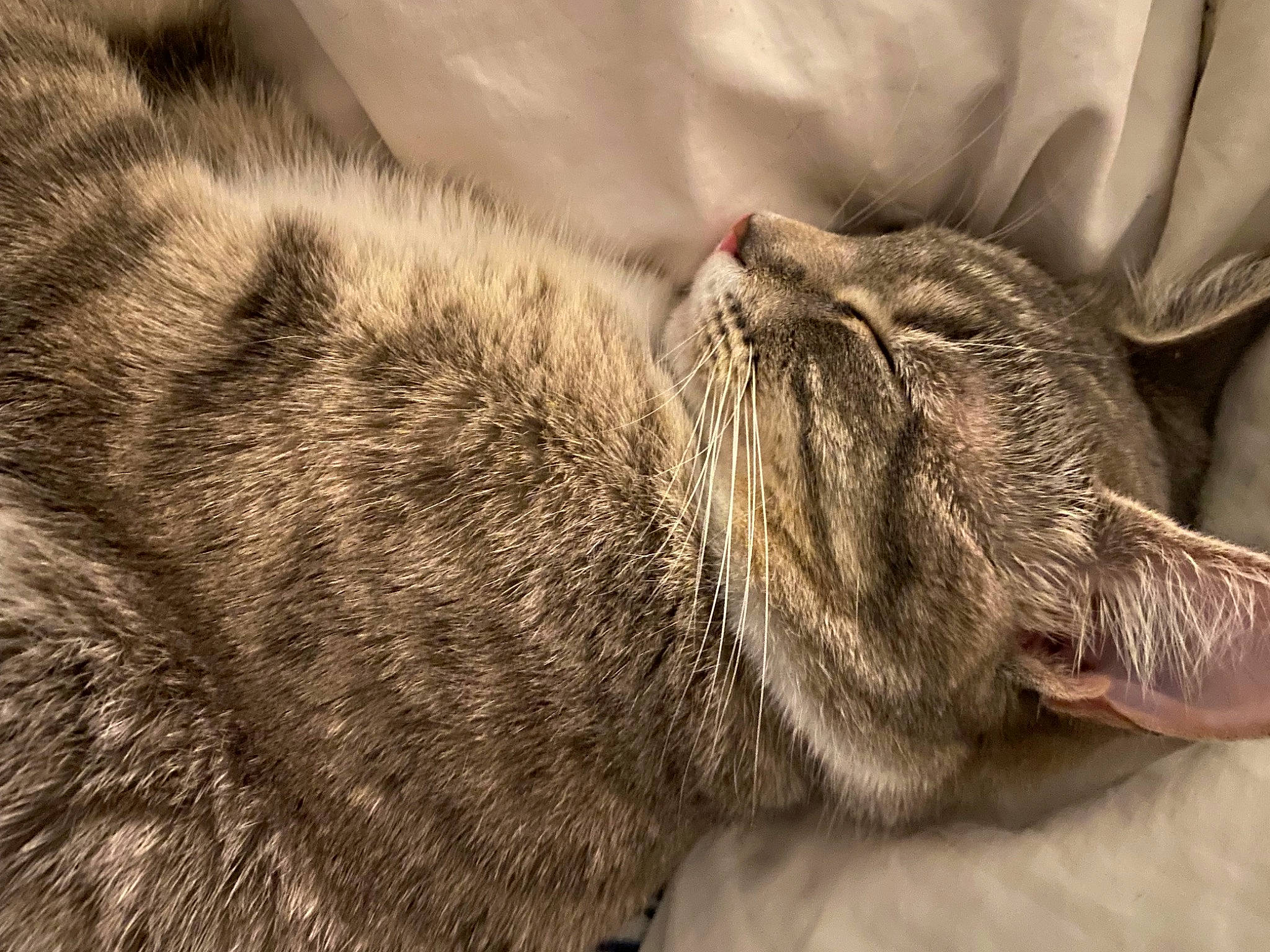 Millie joined the competition — help win amazing prizes! carnivore, cat, claw, comfort, domestic_short_haired_cat, ear, felidae, fur, grey, nap, paw, sleep, small_to_medium_sized_cats, snout, tail, terrestrial_animal, whiskers, wildlife, wood, wrinkle