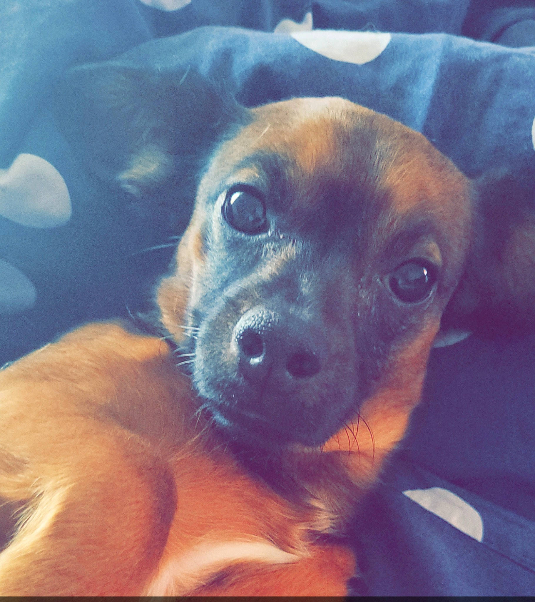 Minnie participe au concours pour gagner de l'argent avec cette photo : canidae, carnivore, cloud, companion_dog, dog, dog_breed, ear, fawn, fur, guard_dog, happy, morning, puggle, puppy_love, selfie, sky, snout, sporting_group, whiskers, working_animal