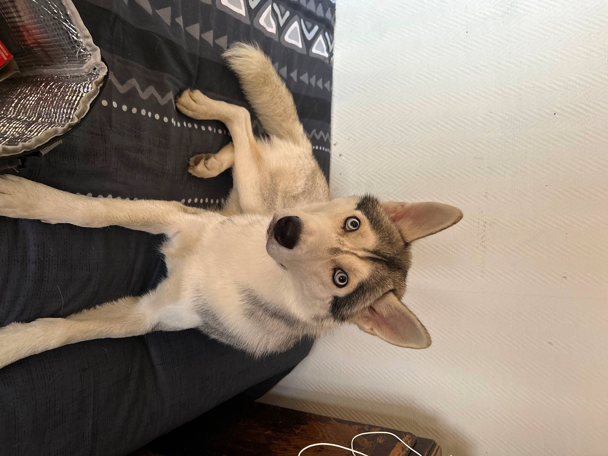 Nelko participe au concours pour gagner de l'argent avec cette photo : art, carnivore, cat, comfort, domestic_short_haired_cat, eyelash, fawn, felidae, foot, fur, gesture, human_leg, jaw, nail, paw, small_to_medium_sized_cats, snout, tail, whiskers, wood