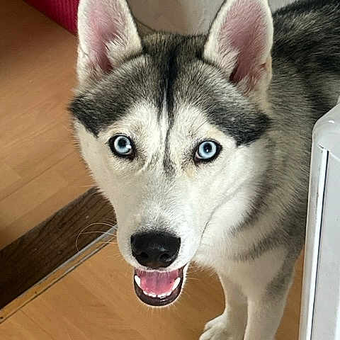 Nelko a rejoint le concours — aidez-le/la à gagner de superbes lots ! canidae, canis, carnivore, dog, dog_breed, flooring, fur, grey, head, non_sporting_group, siberian_husky, sled_dog, snout, sporting_group, terrestrial_animal, wall_plate, whiskers, wolf, working_animal, working_dog
