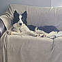 dog, border_collie, black_and_white, sofa, blanket, indoor, pet, animal, relaxed, lying_down, ears_up, attentive, furniture, living_room, domestic_animal, cozy, calm, companion, fur, mammal