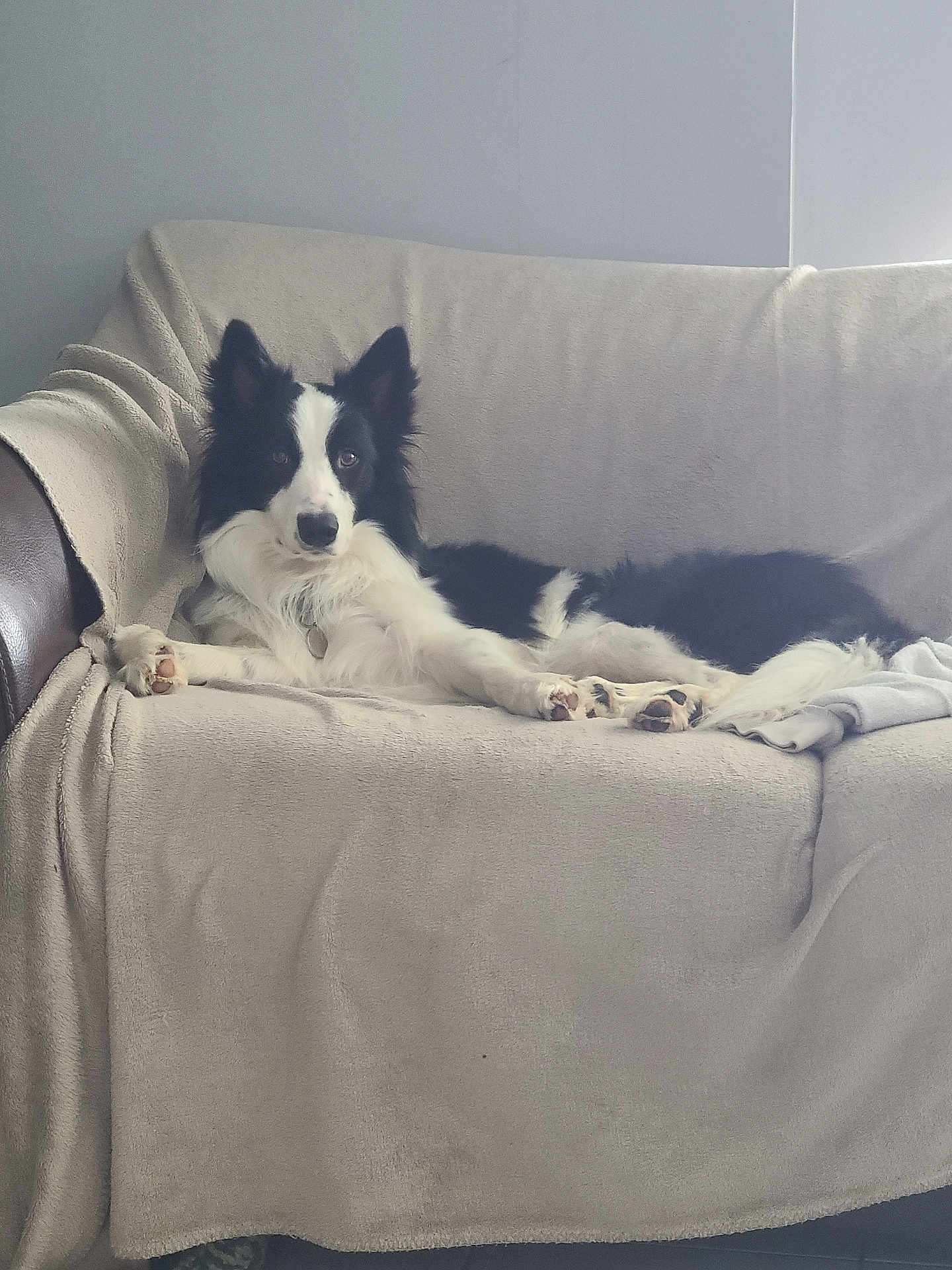 Sookie participe au concours pour gagner de l'argent avec cette photo : dog, border_collie, black_and_white, sofa, blanket, indoor, pet, animal, relaxed, lying_down, ears_up, attentive, furniture, living_room, domestic_animal, cozy, calm, companion, fur, mammal