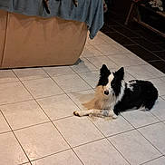 Sookie participe au concours pour gagner de l'argent avec cette photo : cat, dog, couch, blanket, tile_floor, indoor, pet, tabby_cat, border_collie, furniture, relaxing, animal, home, cozy, living_room, resting, mammal, brown_cat, black_and_white_dog, floor