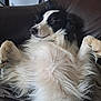 dog, border_collie, lying_down, fluffy, black_and_white, pet, couch, indoor, relaxed, fur, animal, canine, resting, companion, cute, mammal, home, cute_pet, paw, snout