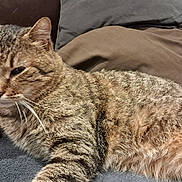 Pepsi a rejoint le concours — aidez-le/la à gagner de superbes lots ! cat, tabby, animal, pet, feline, fur, whiskers, relaxed, indoor, couch, pillow, blanket, resting, mammal, domestic, sleepy, closeup, cute, soft, cozy