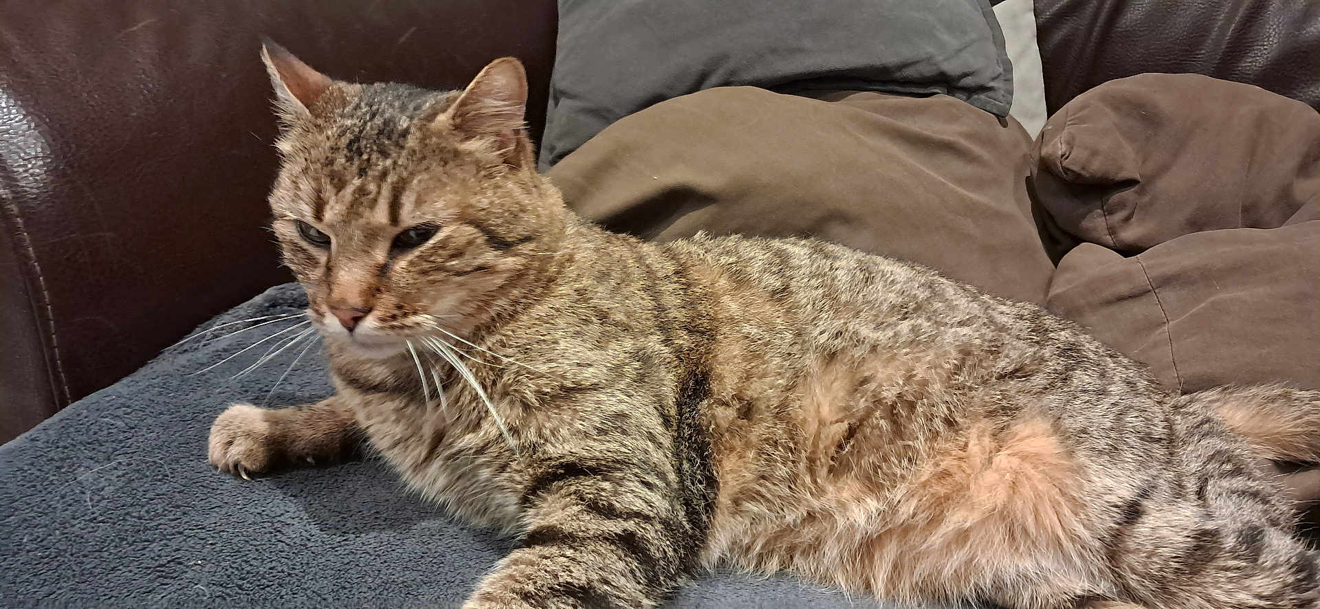 Pepsi a rejoint le concours — aidez-le/la à gagner de superbes lots ! cat, tabby, animal, pet, feline, fur, whiskers, relaxed, indoor, couch, pillow, blanket, resting, mammal, domestic, sleepy, closeup, cute, soft, cozy