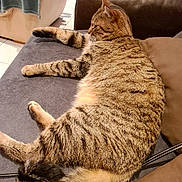 Pepsi participe au concours pour gagner de l'argent avec cette photo : animal, blanket, brown, cat, chair, couch, cozy, domestic, fur, furniture, gray, home, indoor, living_room, pet, pillow, relaxed, resting, striped, tabby