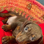 Sandro participe au concours pour gagner de l'argent avec cette photo : puppy, dog, dachshund, brown_dog, basket, woven_basket, red_blanket, paws, closeup, portrait, eyes, fur, indoor, car_seat, leather_strap, cozy, pet, cute, nails, whiskers