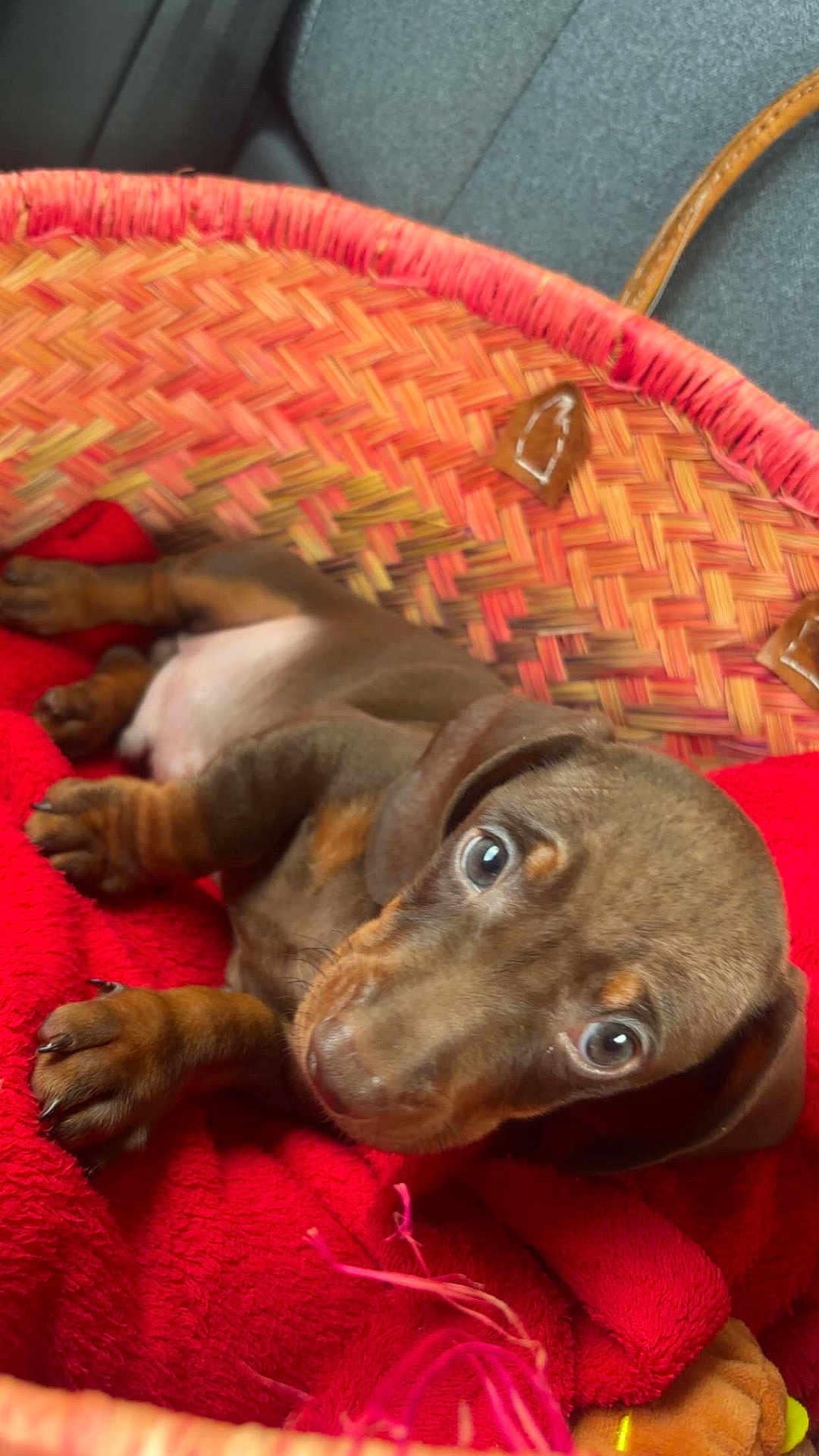 Sandro participe au concours pour gagner de l'argent avec cette photo : puppy, dog, dachshund, brown_dog, basket, woven_basket, red_blanket, paws, closeup, portrait, eyes, fur, indoor, car_seat, leather_strap, cozy, pet, cute, nails, whiskers