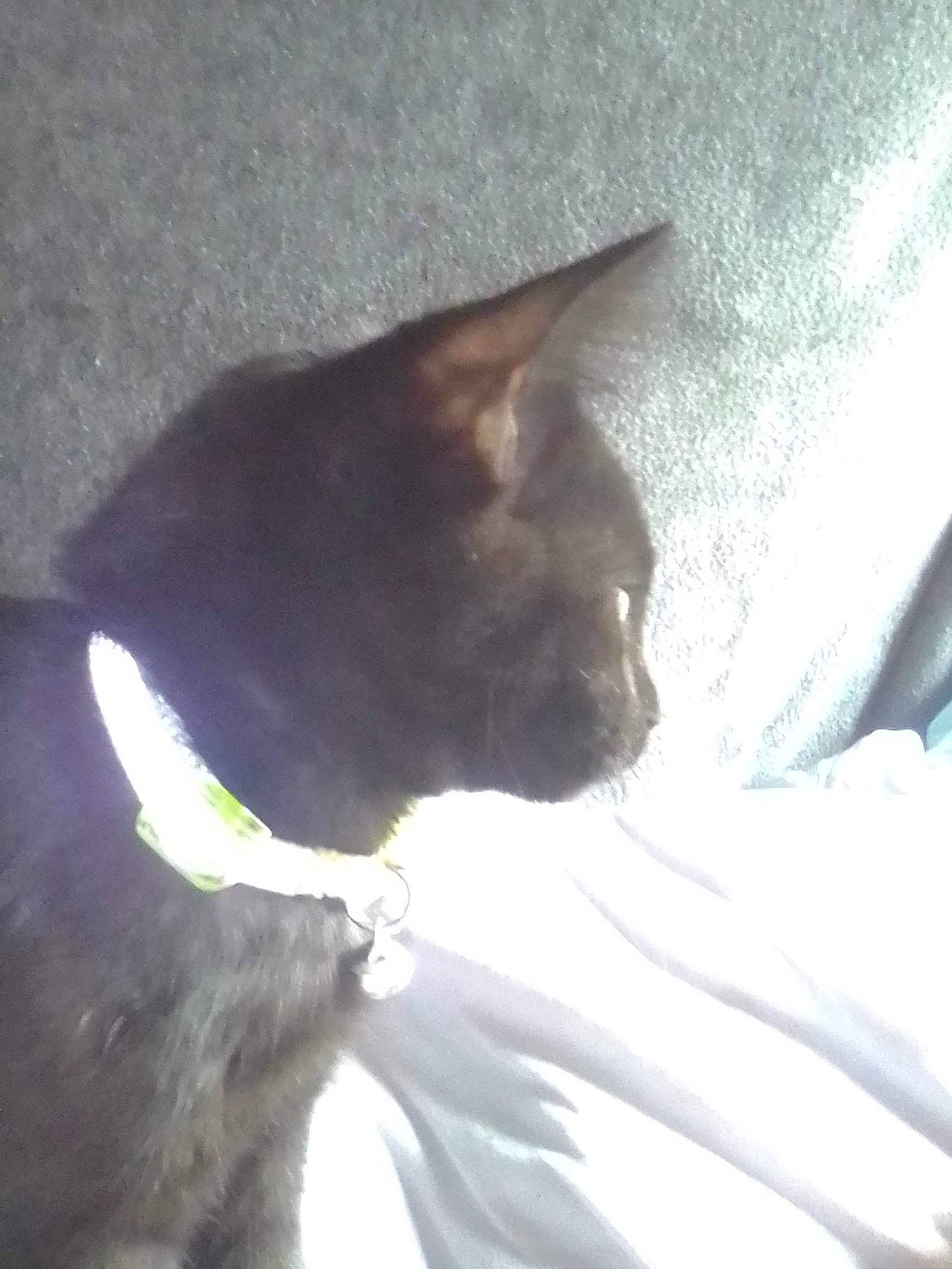 Midnight is registered to the contest to win money with this photo: black_cat, carnivore, cat, comfort, dog_breed, domestic_short_haired_cat, fawn, felidae, fur, grey, human_body, human_leg, leg, linens, paw, small_to_medium_sized_cats, snout, tail, tints_and_shades, whiskers