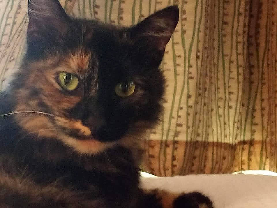 Krystal is registered to the contest to win money with this photo: black_cat, carnivore, cat, cat_furniture, claw, curtain, domestic_short_haired_cat, felidae, fur, hardwood, pet_supply, small_to_medium_sized_cats, snout, tail, terrestrial_animal, whiskers, window, wood