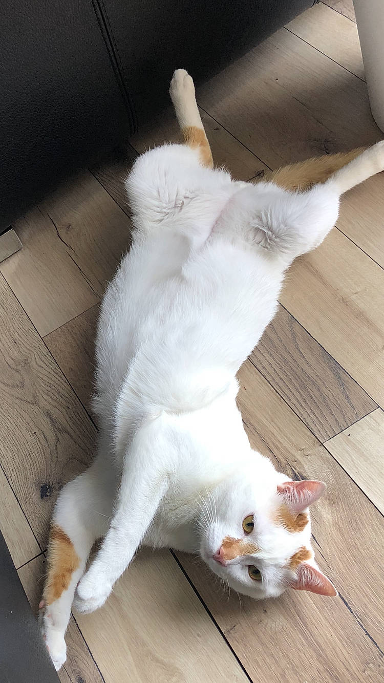 Monsieur a rejoint le concours — aidez-le/la à gagner de superbes lots ! carnivore, cat, claw, comfort, companion_dog, dog_breed, domestic_short_haired_cat, fawn, felidae, flooring, foot, fur, hardwood, paw, small_to_medium_sized_cats, snout, tail, whiskers, white, wood