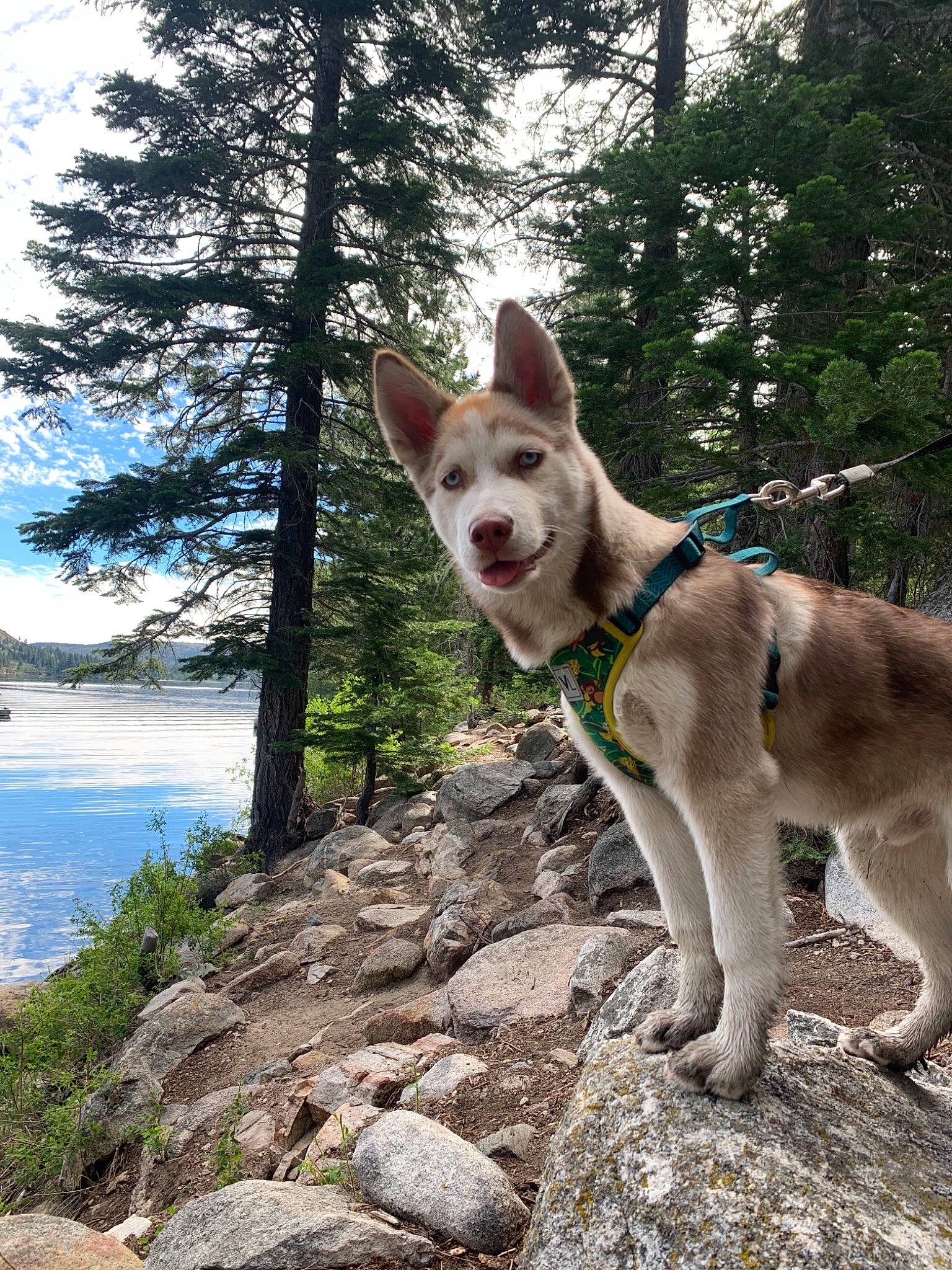 Browne joined the competition — help win amazing prizes! adventure, canidae, carnivore, dog, dog_breed, dog_hiking, east_siberian_laika, greenland_dog, mammal, native_american_indian_dog, northern_inuit_dog, saarloos_wolfdog, seppala_siberian_sleddog, siberian_husky, sled_dog, tamaskan_dog, tree, vertebrate, wolfdog, working_dog