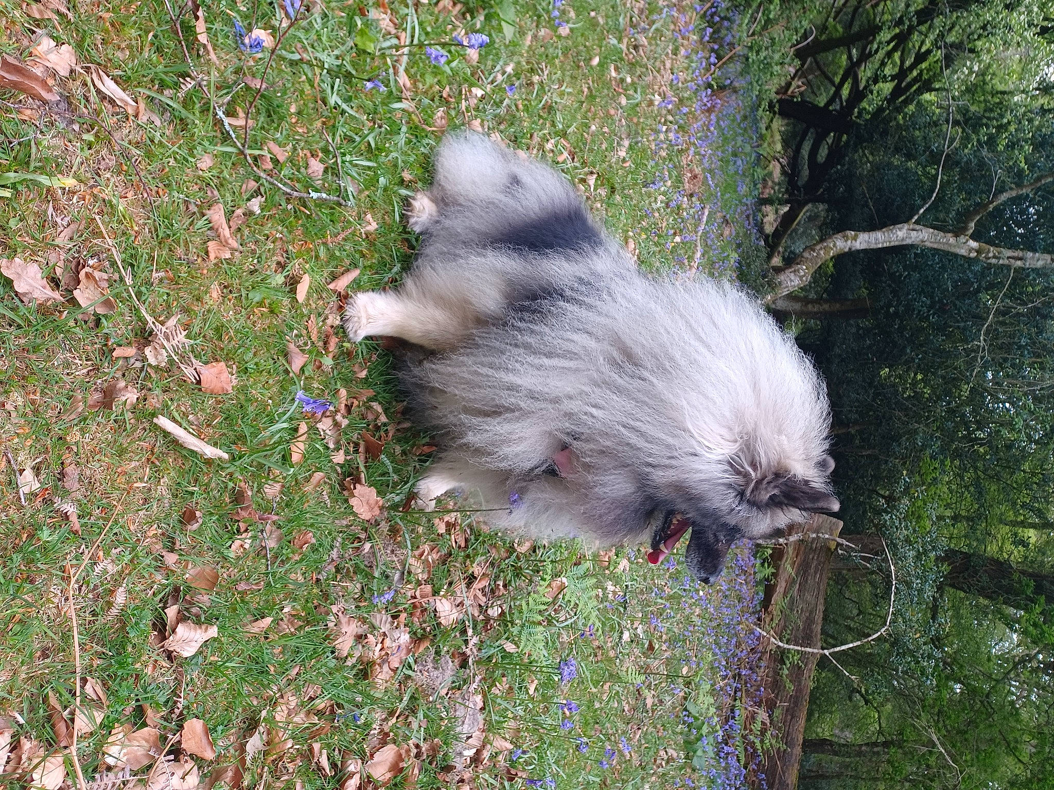 Asha joined the competition — help win amazing prizes! canidae, carnivore, companion_dog, dog, dog_breed, fur, german_spitz_klein, german_spitz_mittel, grass, groundcover, non_sporting_group, plant, sporting_group, tail, terrestrial_animal, tree