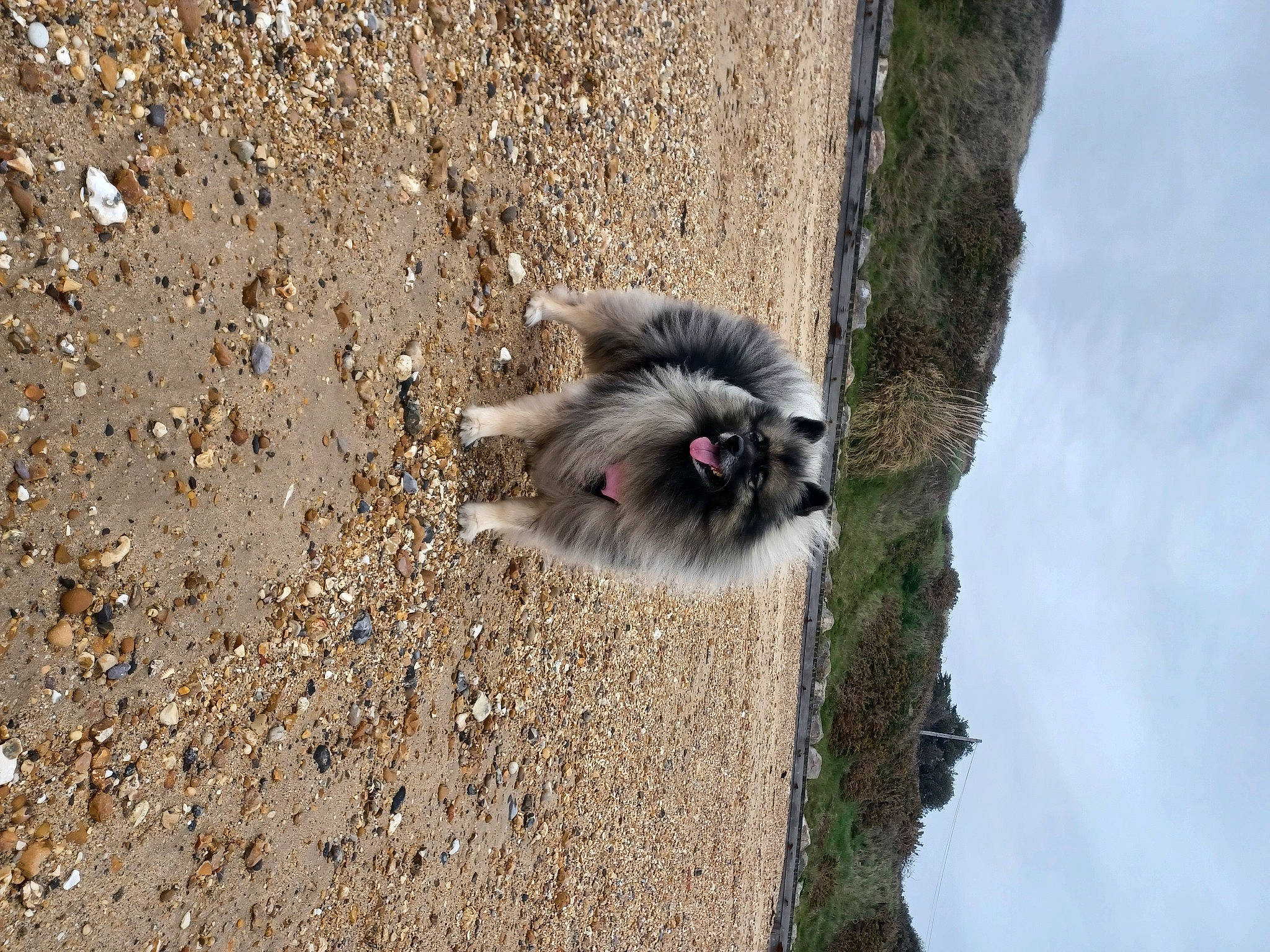 Asha joined the competition — help win amazing prizes! asphalt, canidae, carnivore, cat, cloud, dog_breed, domestic_short_haired_cat, felidae, fur, grass, grey, paw, road_surface, sky, small_to_medium_sized_cats, soil, tail, terrestrial_animal, tree, whiskers