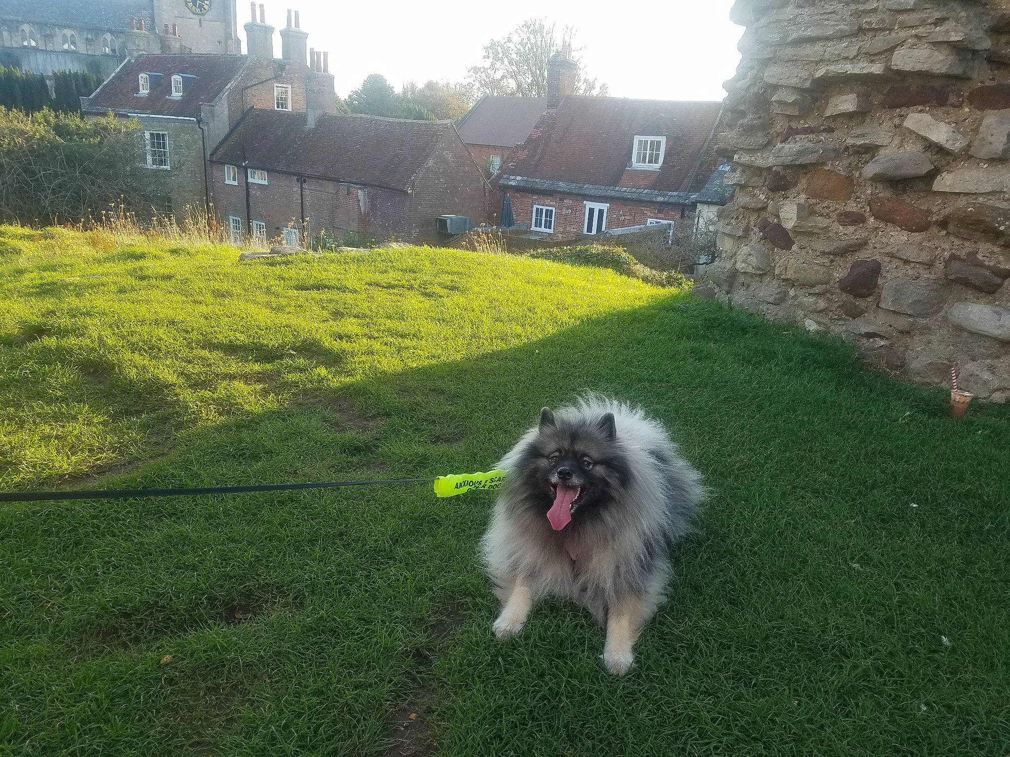 Asha joined the competition — help win amazing prizes! building, canidae, carnivore, companion_dog, dog, dog_breed, garden, grass, grass_family, grassland, groundcover, hedge, house, landscape, lawn, plant, shrub, sky, tree, window