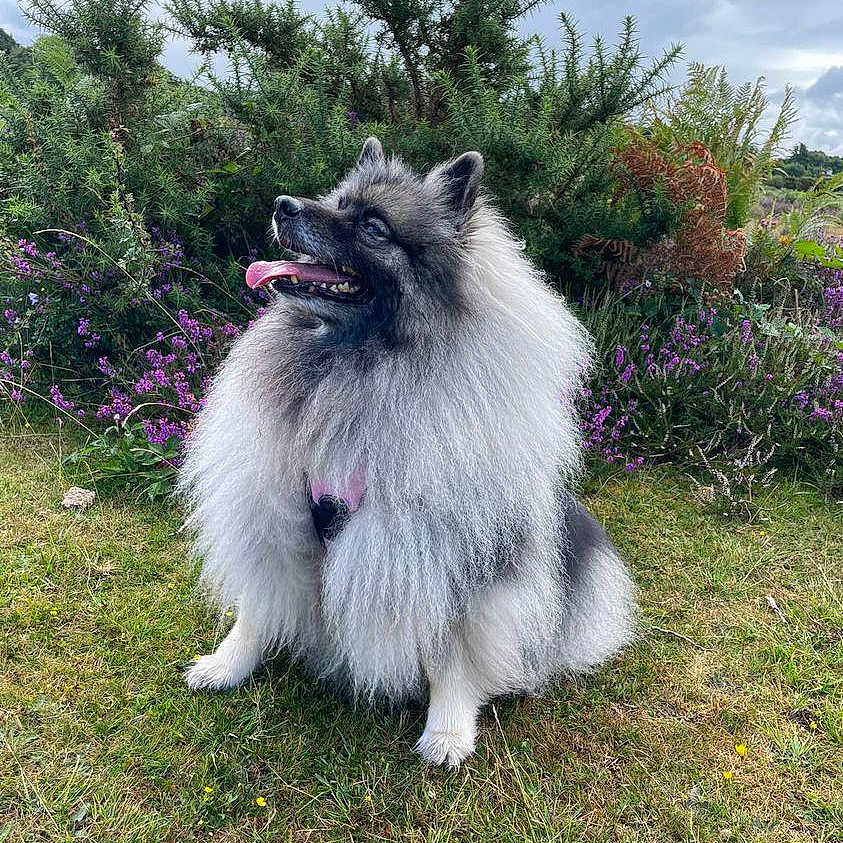 Asha