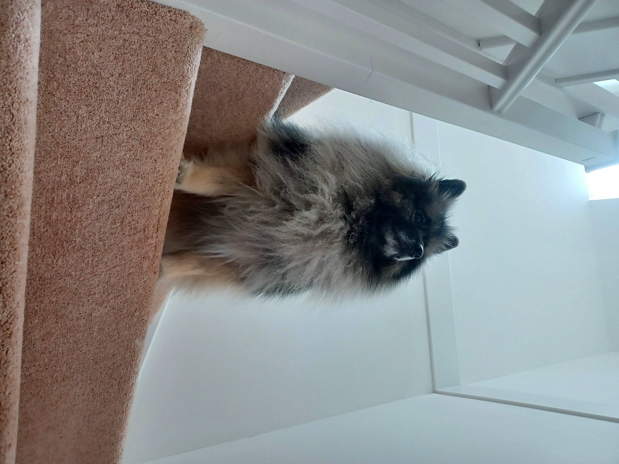 Asha is registered to the contest to win money with this photo: birman, box, carnivore, cat, claw, domestic_short_haired_cat, felidae, flooring, fur, hardwood, paw, room, small_to_medium_sized_cats, snout, tail, whiskers, window, wood