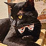 alert, animal, black_cat, bow_tie, cat, close_up, cozy, cute, decor, domestic_cat, feline, fur, indoor, looking_away, pet, portrait, resting, soft_towel, whiskers, yellow_eyes