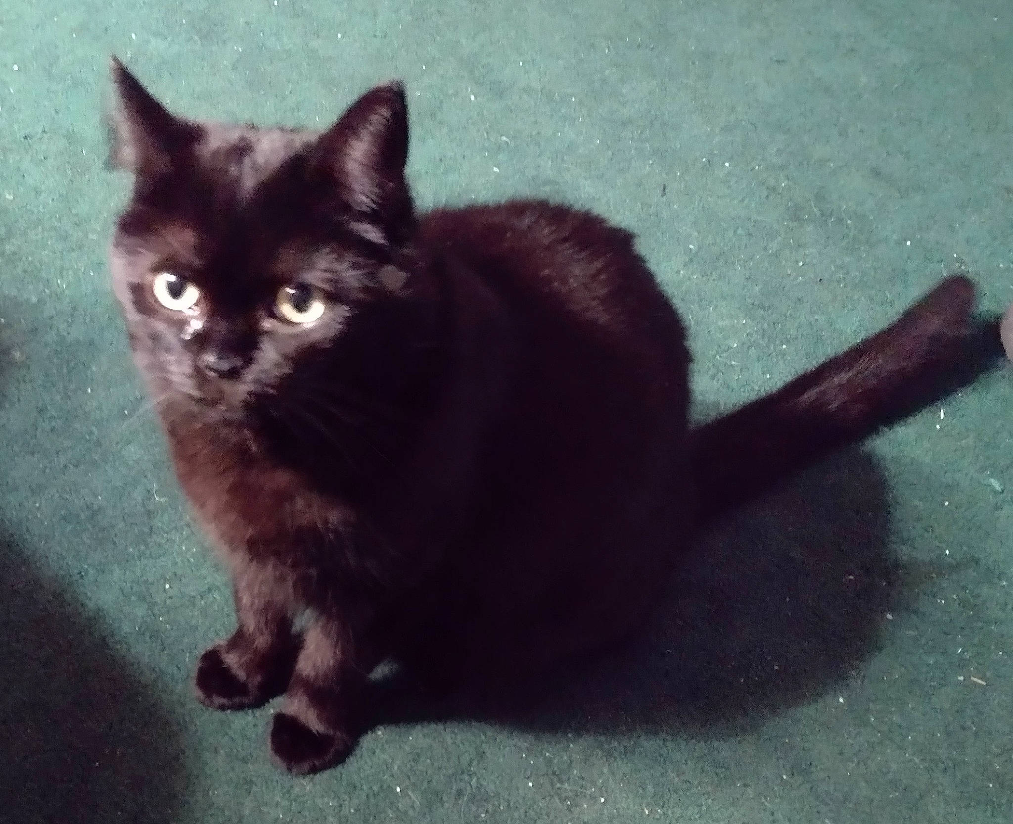 Catt Damon is registered to the contest to win money with this photo: black_cat, bombay, carnivore, cat, domestic_short_haired_cat, felidae, flooring, fur, monochrome_photography, paw, road_surface, shadow, sitting, small_to_medium_sized_cats, snout, tail, terrestrial_animal, tints_and_shades, whiskers