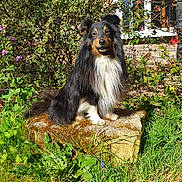 Sweety participe au concours pour gagner de l'argent avec cette photo : dog, shetland_sheepdog, outdoor, garden, stone, greenery, plants, flowers, sunlight, fur, pet, animal, nature, grass, bush, window, house, portrait, sitting, canine