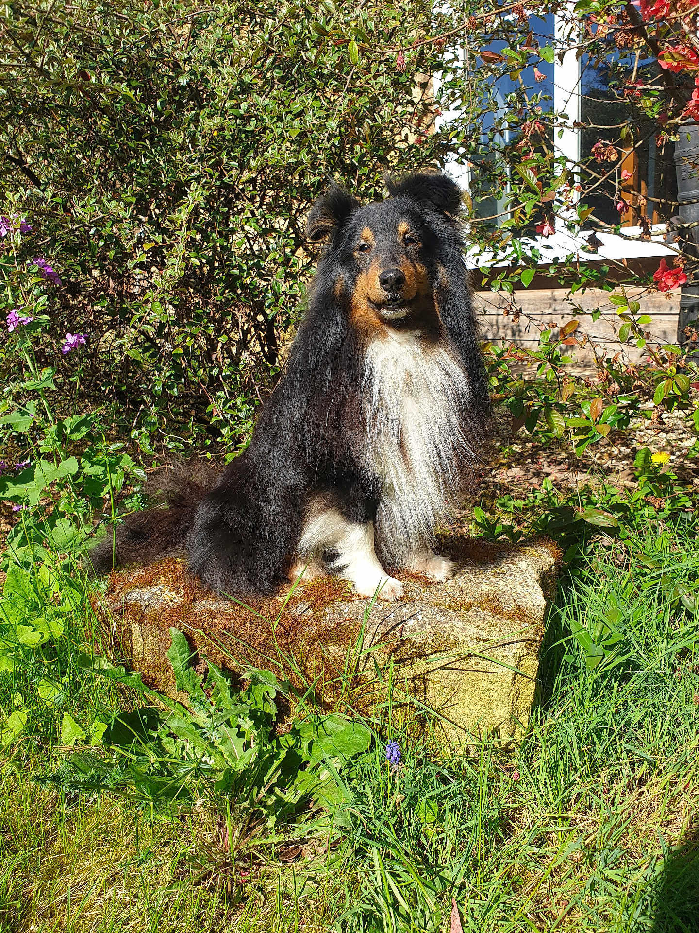 Sweety participe au concours pour gagner de l'argent avec cette photo : dog, shetland_sheepdog, outdoor, garden, stone, greenery, plants, flowers, sunlight, fur, pet, animal, nature, grass, bush, window, house, portrait, sitting, canine