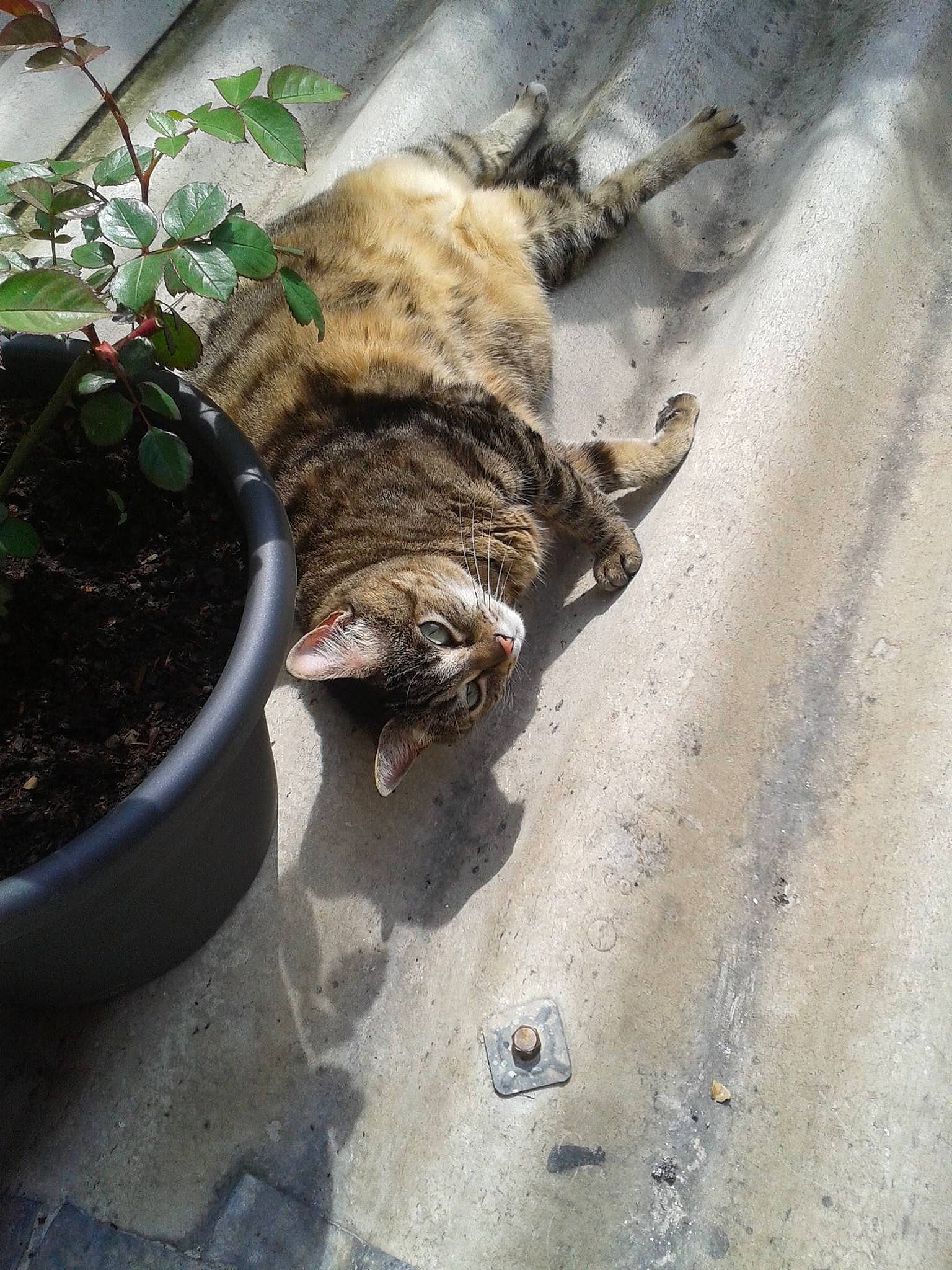 Maggy a rejoint le concours — aidez-le/la à gagner de superbes lots ! asphalt, carnivore, companion_dog, dog, dog_breed, fawn, felidae, flowerpot, grass, houseplant, plant, road_surface, small_to_medium_sized_cats, snout, soil, sporting_group, tail, terrestrial_animal, whiskers, wood