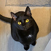 Nyxie joined the competition — help win amazing prizes! black_cat, cat, pet, animal, yellow_eyes, indoor, floor, wooden_floor, curious, looking_up, fur, whiskers, ears, tail, domestic_cat, feline, mammal, companion, cute, house_pet