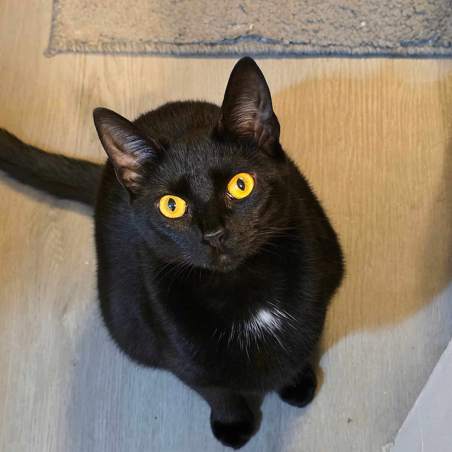 Nyxie joined the competition — help win amazing prizes! black_cat, cat, pet, animal, yellow_eyes, indoor, floor, wooden_floor, curious, looking_up, fur, whiskers, ears, tail, domestic_cat, feline, mammal, companion, cute, house_pet