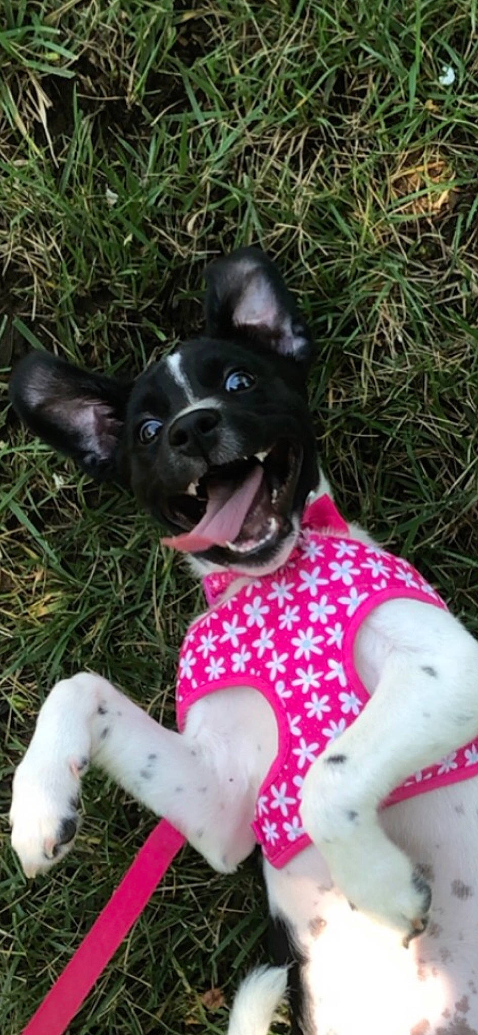Kelly joined the competition — help win amazing prizes! canidae, carnivore, companion_dog, dog, dog_breed, dog_clothes, feist, mammal, mcnab, rare_breed_dog, rat_terrier, snout, sporting_group, tail, teddy_roosevelt_terrier, toy_fox_terrier