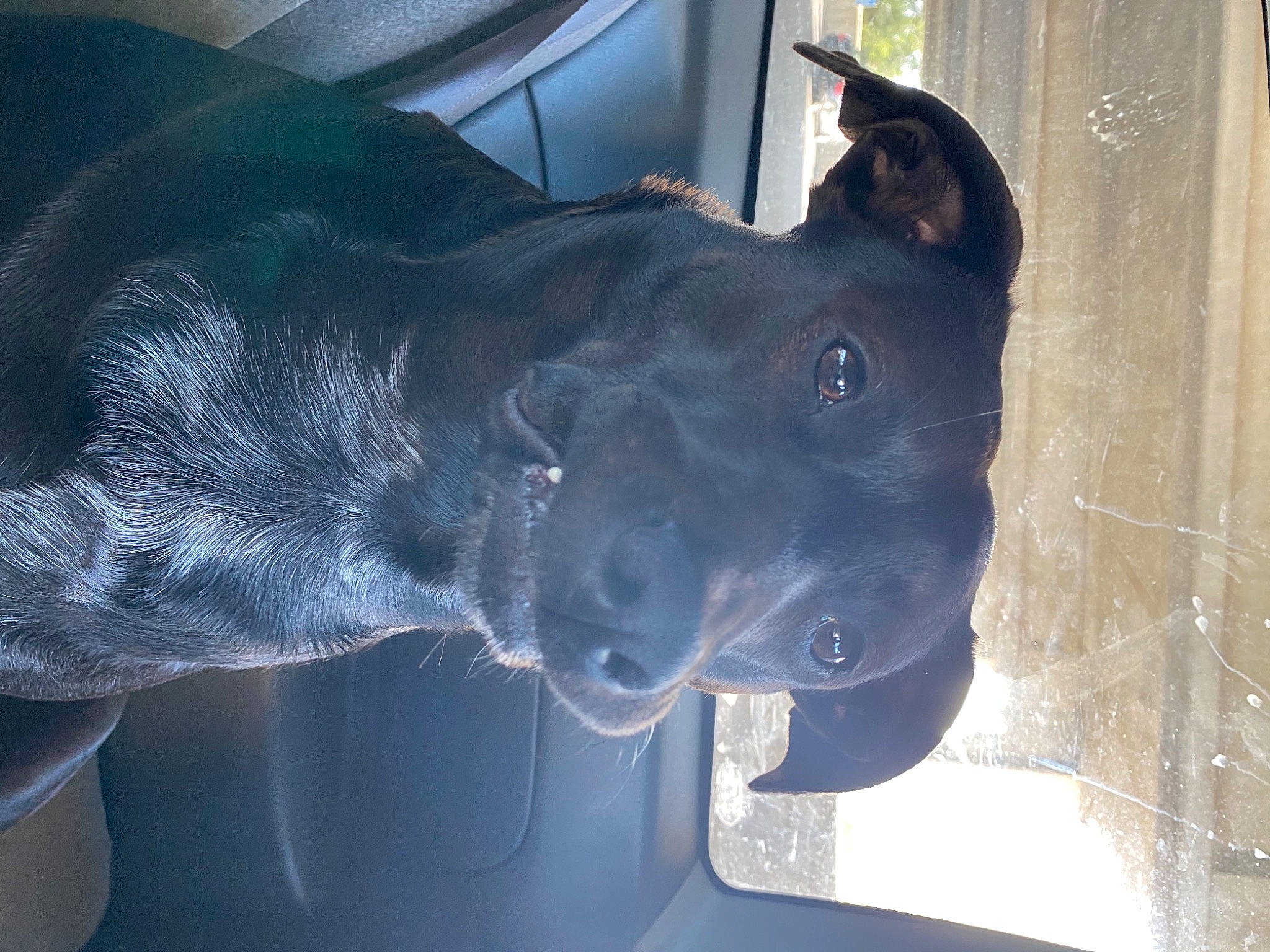 Little Girl joined the competition — help win amazing prizes! canidae, carnivore, collar, companion_dog, dog, dog_breed, dog_collar, guard_dog, jaw, mammal, pet_supply, snout, sporting_group, whiskers, working_animal, working_dog