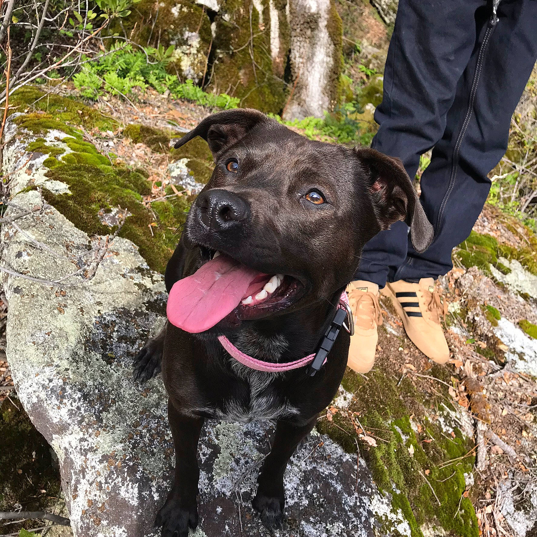 Little Girl joined the competition — help win amazing prizes! bedrock, canidae, carnivore, collar, companion_dog, dog, dog_breed, dog_collar, leash, mammal, moss, non_sporting_group, non_vascular_land_plant, pet_supply, snout, sporting_group, tongue, whiskers, working_animal, working_dog