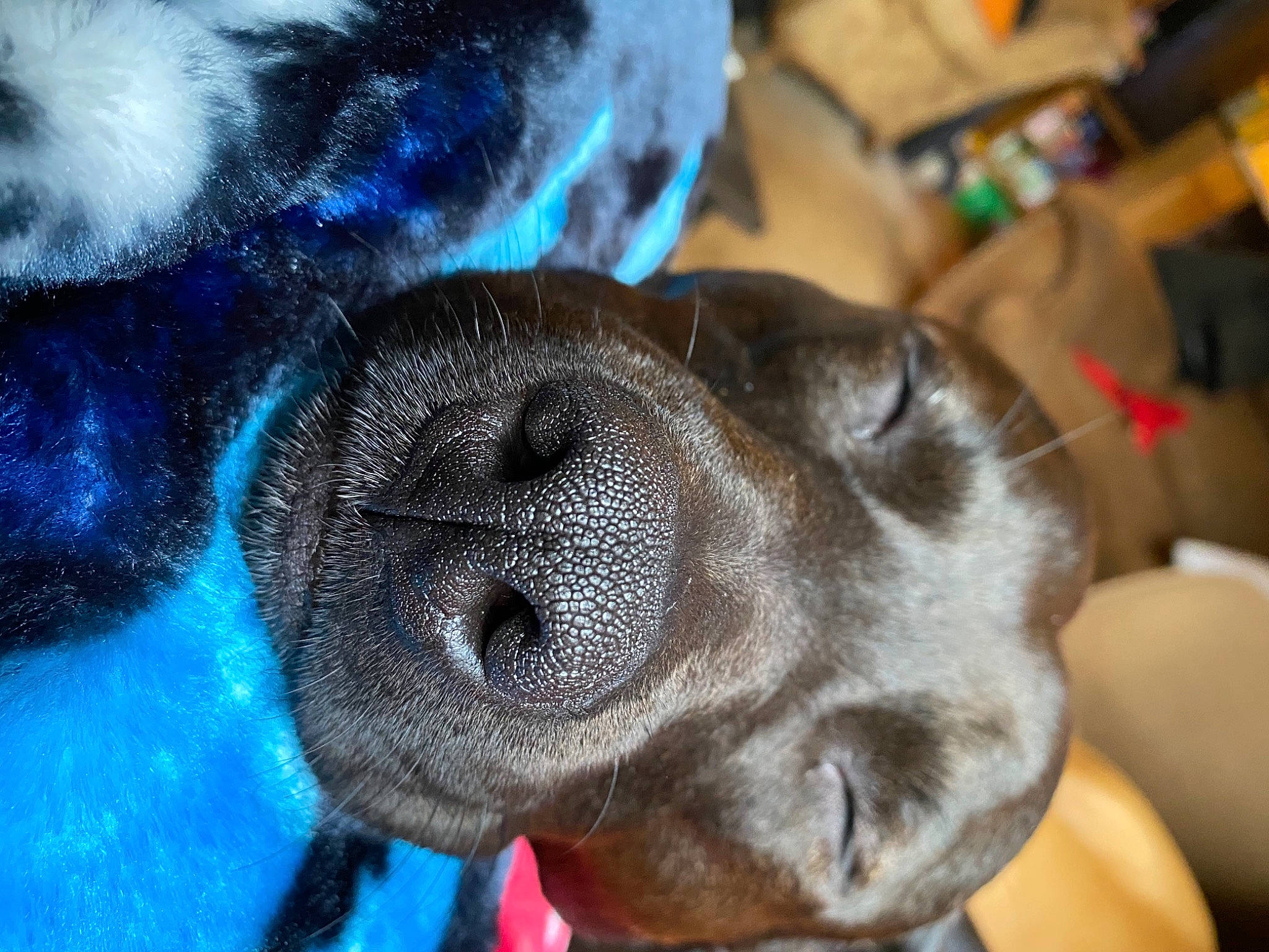 Little Girl is registered to the contest to win money with this photo: canidae, carnivore, companion_dog, dog, dog_breed, fawn, non_sporting_group, pet_supply, puppy, snout, sporting_group, toy_dog, working_animal, working_dog