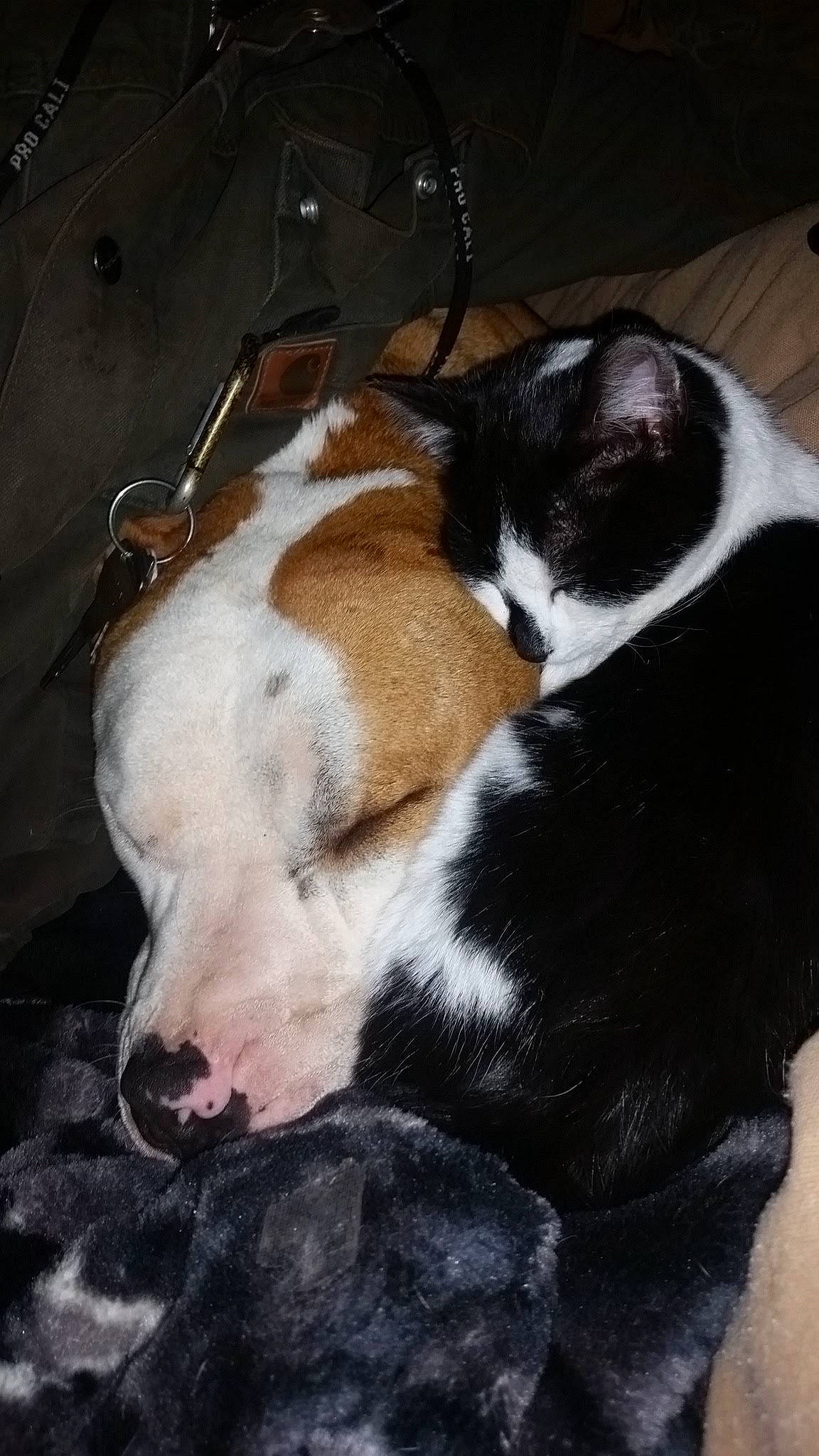 Mr Kitty is registered to the contest to win money with this photo: canidae, carnivore, cat, companion_dog, dog, dog_breed, felidae, fur, liver, pet_supply, small_to_medium_sized_cats, snout, tail, terrestrial_animal, vertebrate, whiskers, working_animal, working_dog