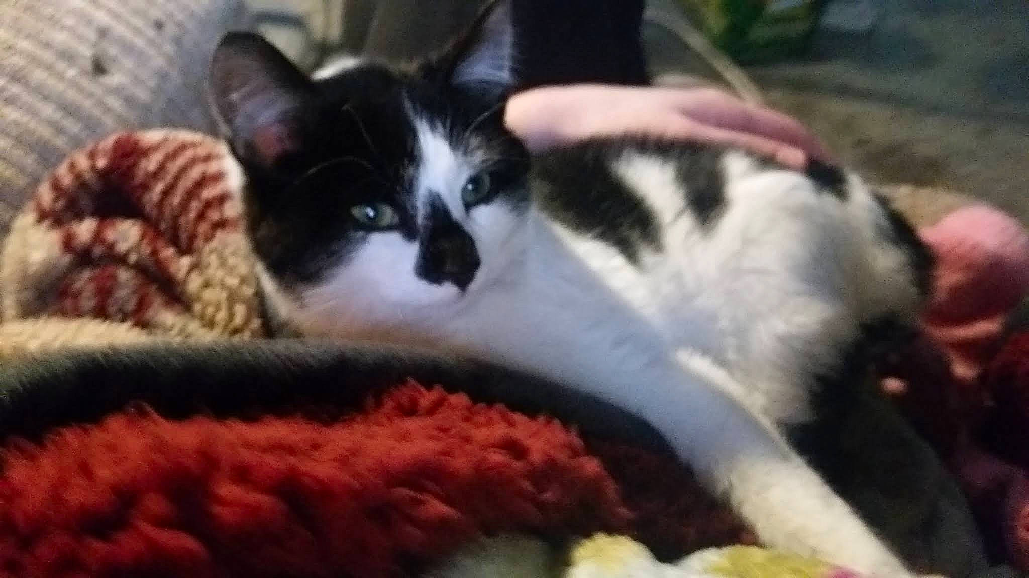 Mr Kitty is registered to the contest to win money with this photo: carnivore, cat, comfort, craft, creative_arts, crochet, domestic_short_haired_cat, felidae, fur, knitting, linens, small_to_medium_sized_cats, textile, thread, vertebrate, whiskers, wool, woolen, woven_fabric