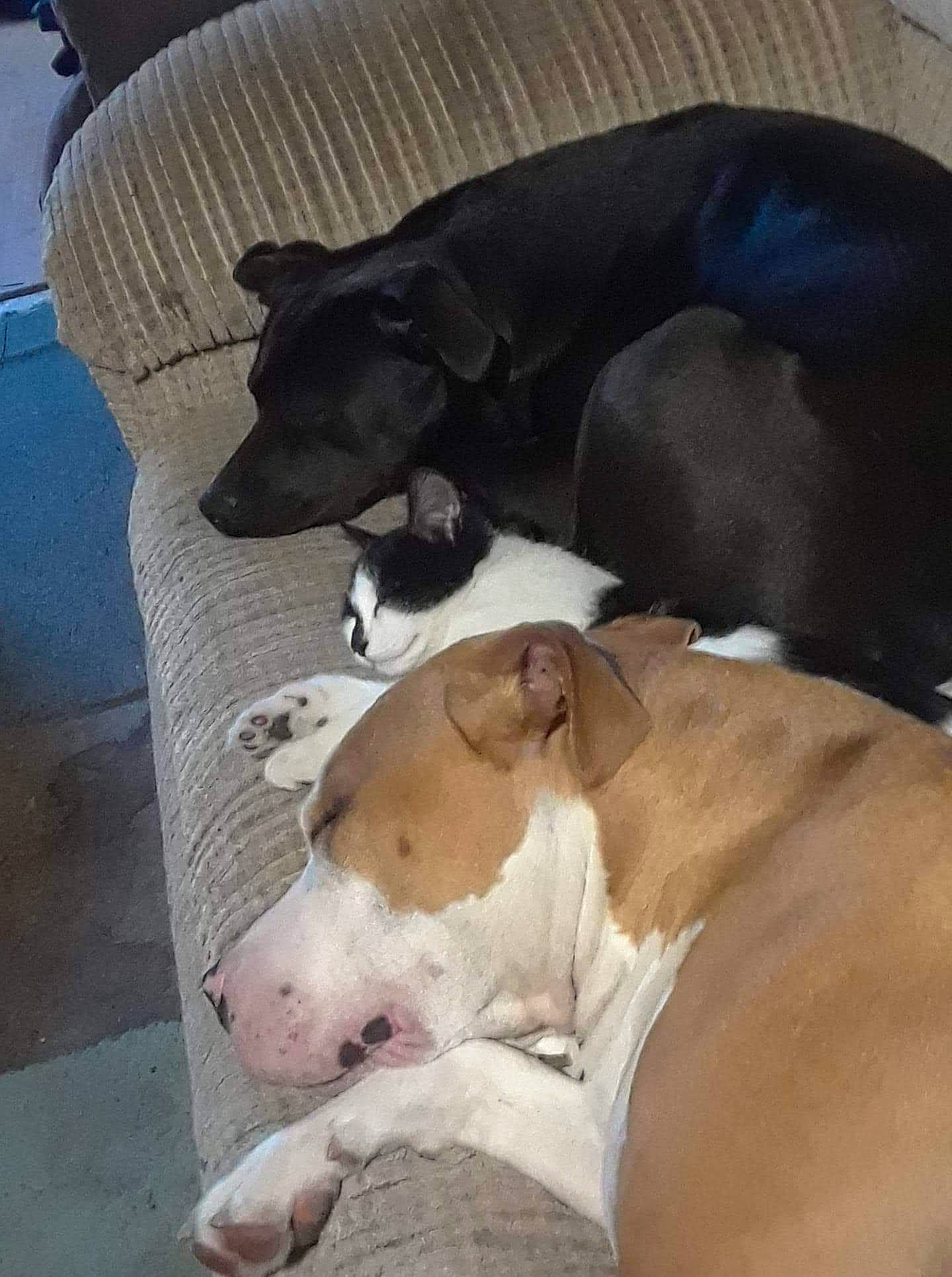 Mr Kitty is registered to the contest to win money with this photo: canidae, carnivore, collar, comfort, companion_dog, dog, dog_breed, dog_collar, dog_supply, fawn, mammal, non_sporting_group, pet_supply, snout, sporting_group, tail, terrestrial_animal, working_animal, working_dog