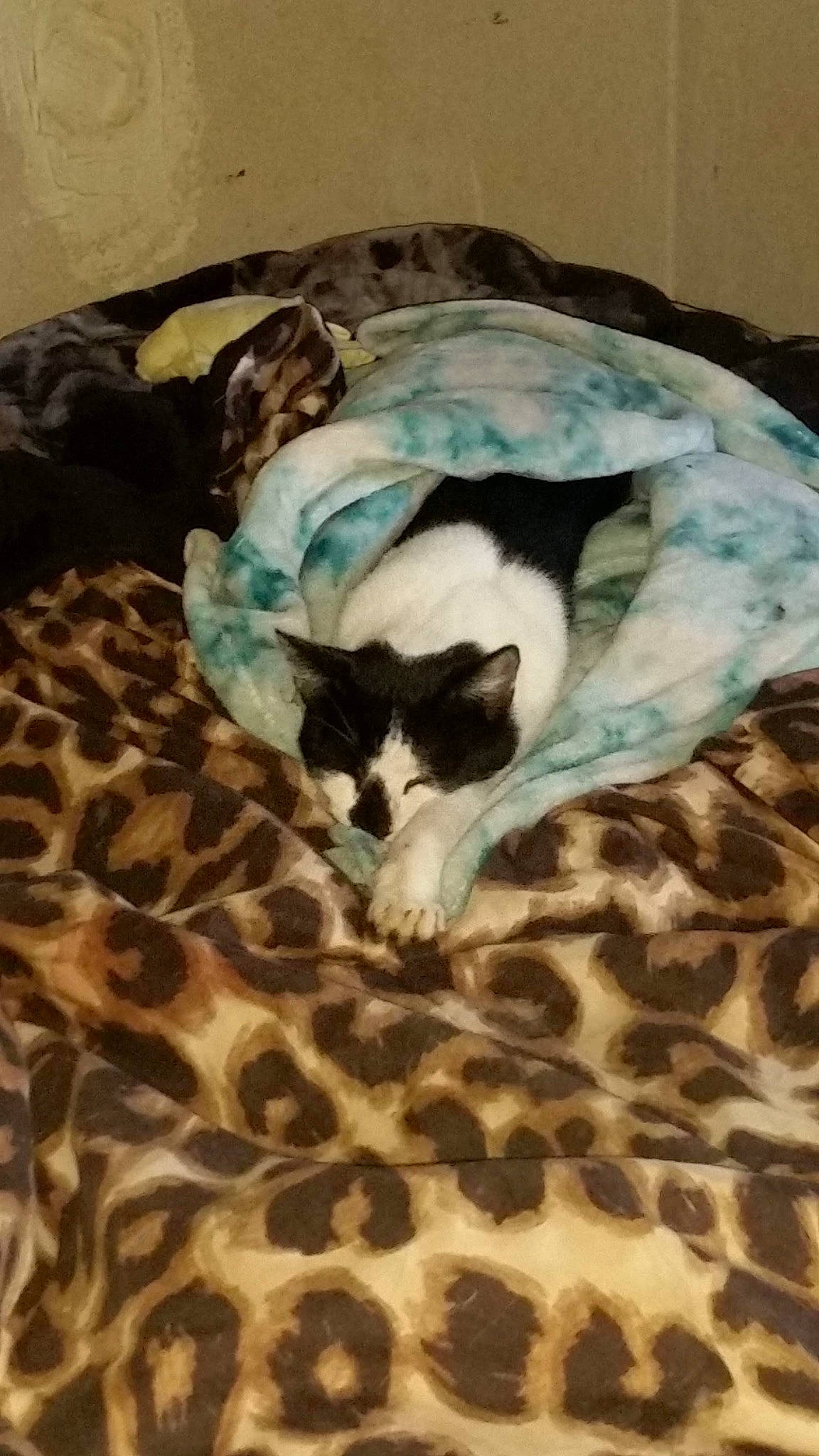 Mr Kitty joined the competition — help win amazing prizes! birman, carnivore, cat, cat_bed, cat_supply, domestic_short_haired_cat, felidae, fur, small_to_medium_sized_cats, tail, teal, terrestrial_animal, turquoise, vertebrate, whiskers