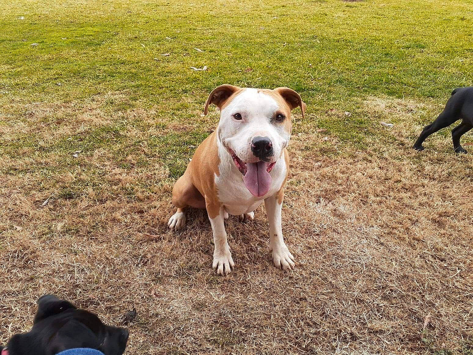 Brutus is registered to the contest to win money with this photo: bag, cap, carnivore, collar, companion_dog, dog, dog_breed, dog_collar, dogo_guatemalteco, fawn, grass, hat, luggage_and_bags, molosser, plant, soil, sun_hat, tail, working_animal, working_dog