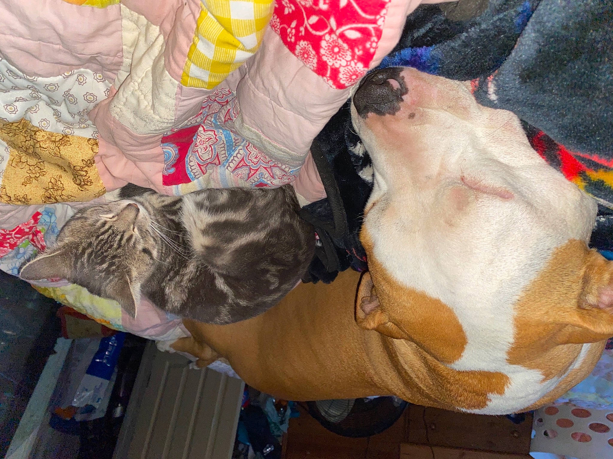 Brutus is registered to the contest to win money with this photo: carnivore, collar, comfort, companion_dog, dog, dog_breed, dog_clothes, dog_supply, felidae, fur, guard_dog, hat, human_leg, knee, pattern, textile, thigh, tree, vertebrate, working_animal